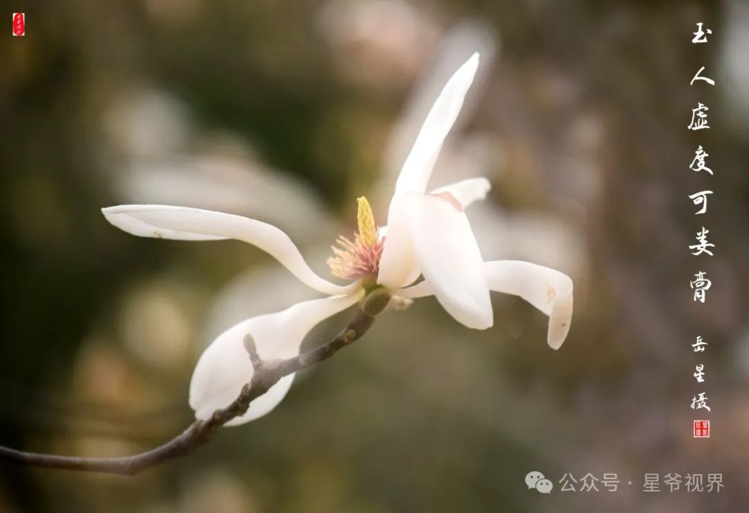 二曝+虚焦,春赏玉兰花朦胧之美_京报网