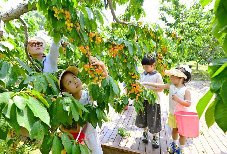 采摘园中股票配资排名，市民们采摘樱桃享受甜蜜之旅。记者 唐建/摄