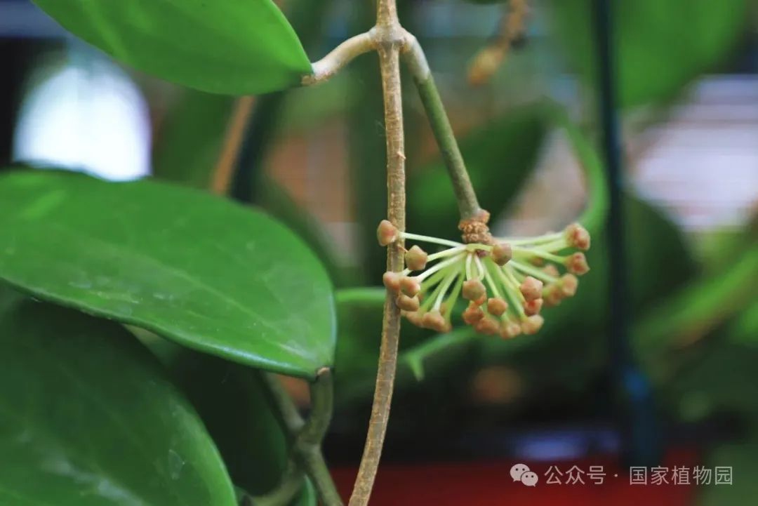 探秘球兰世界——球兰属植物观赏活动_京报网