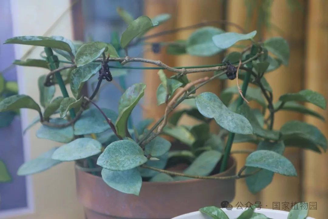 探秘球兰世界——球兰属植物观赏活动_京报网