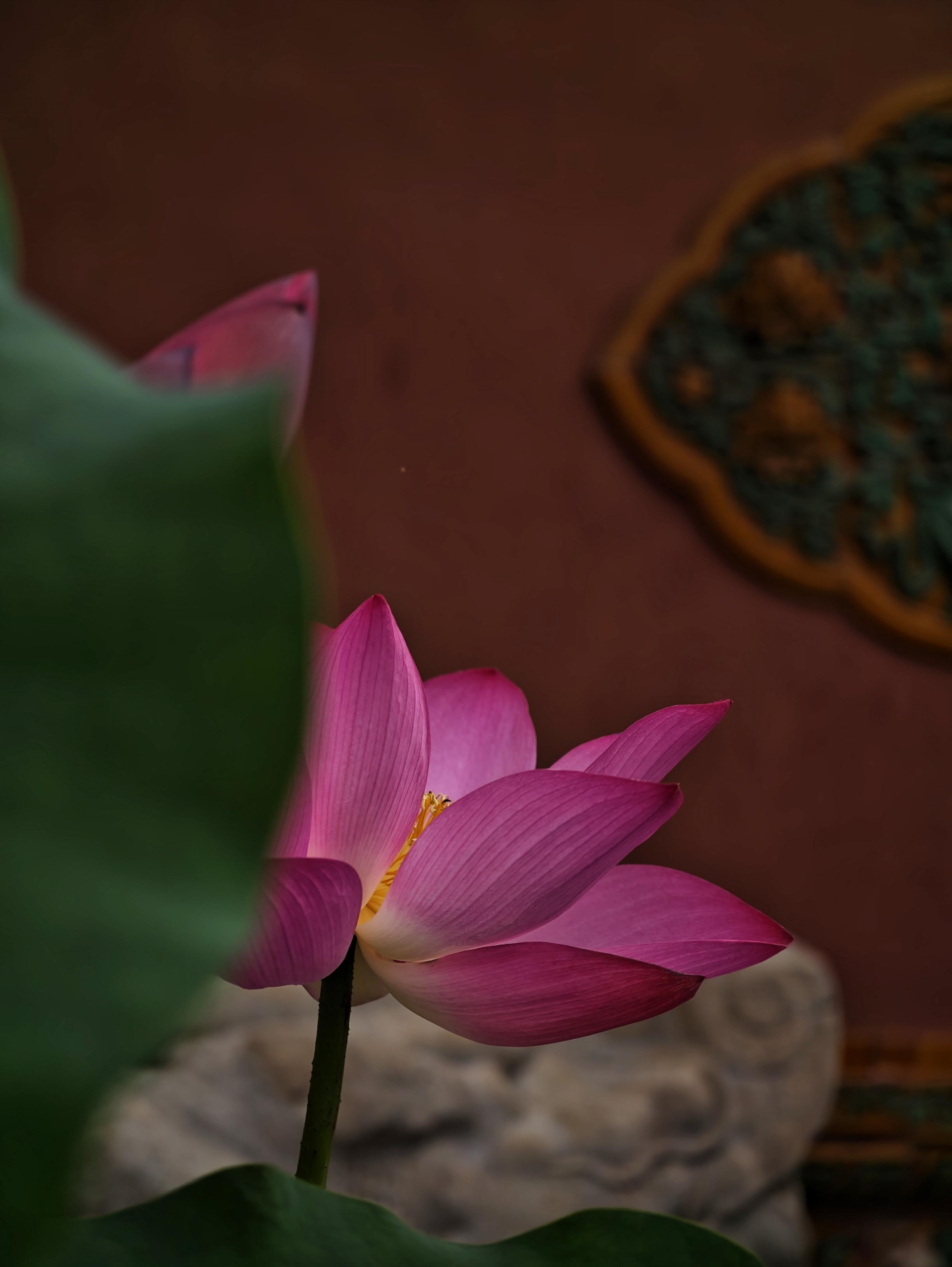 故宫赏荷正当时