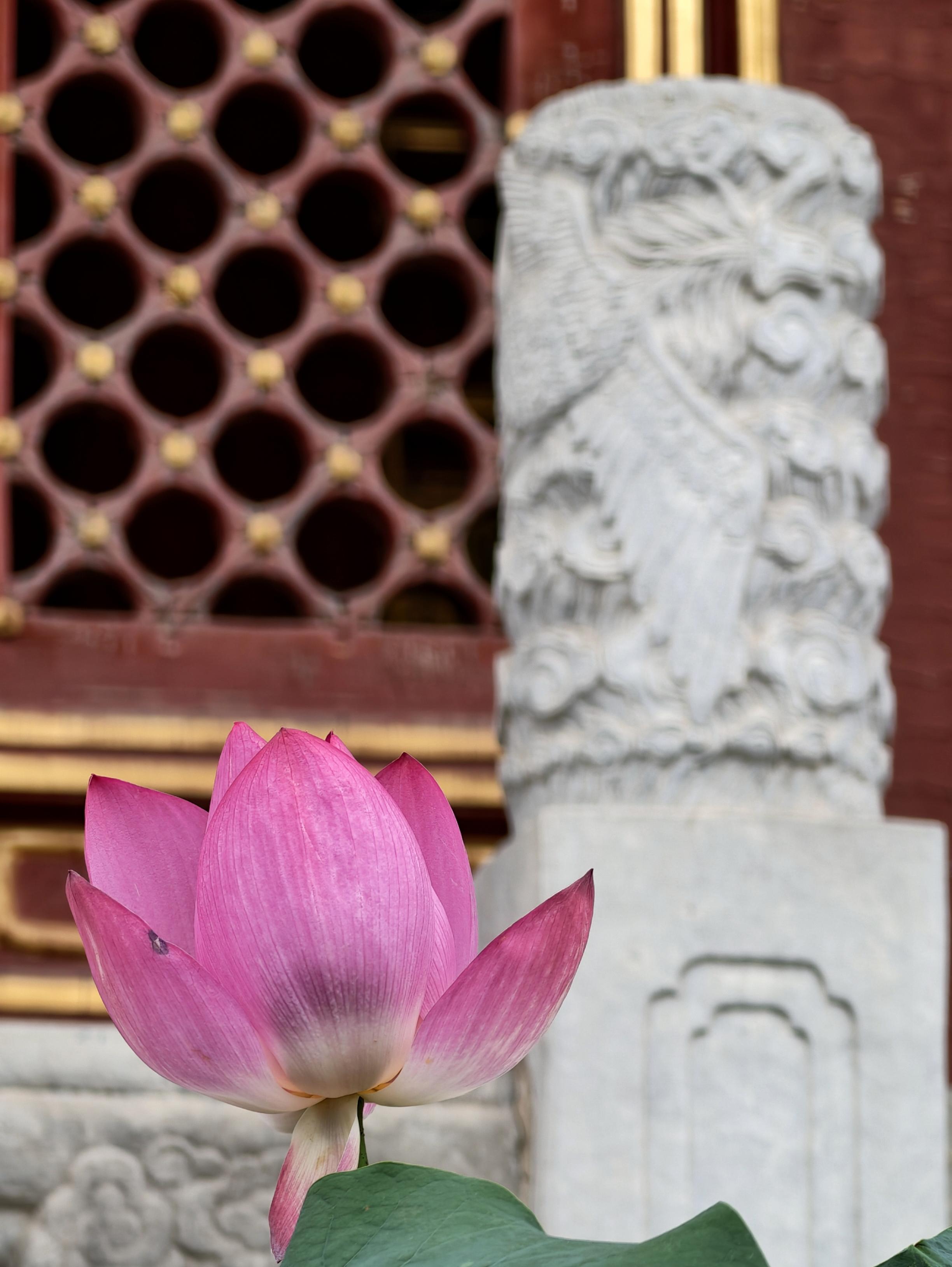 故宫赏荷正当时