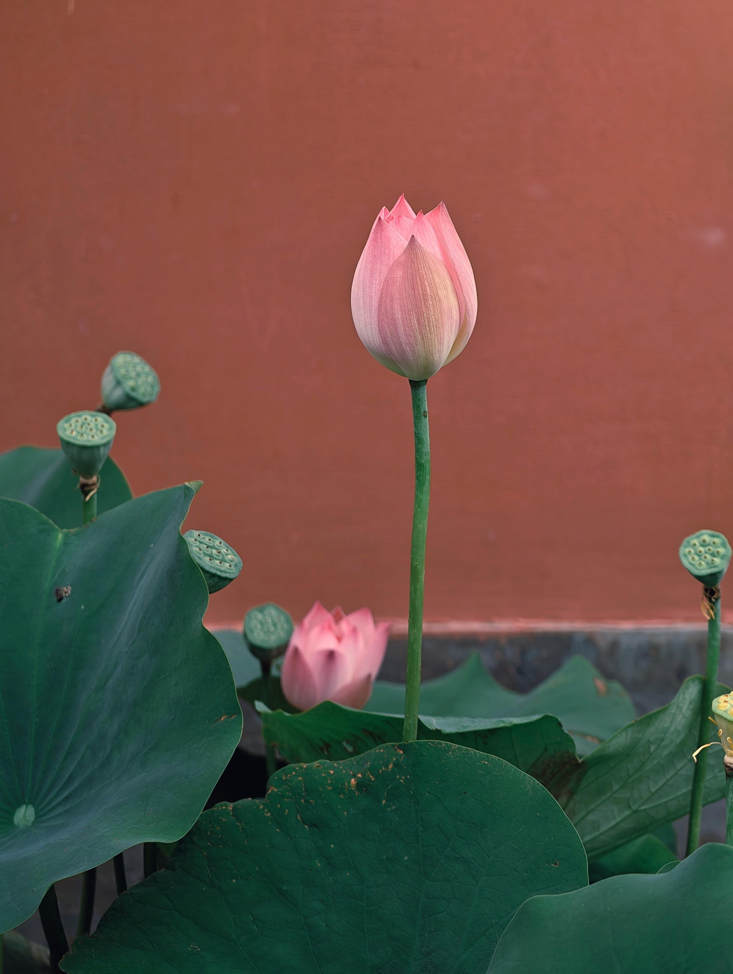 故宫赏荷正当时