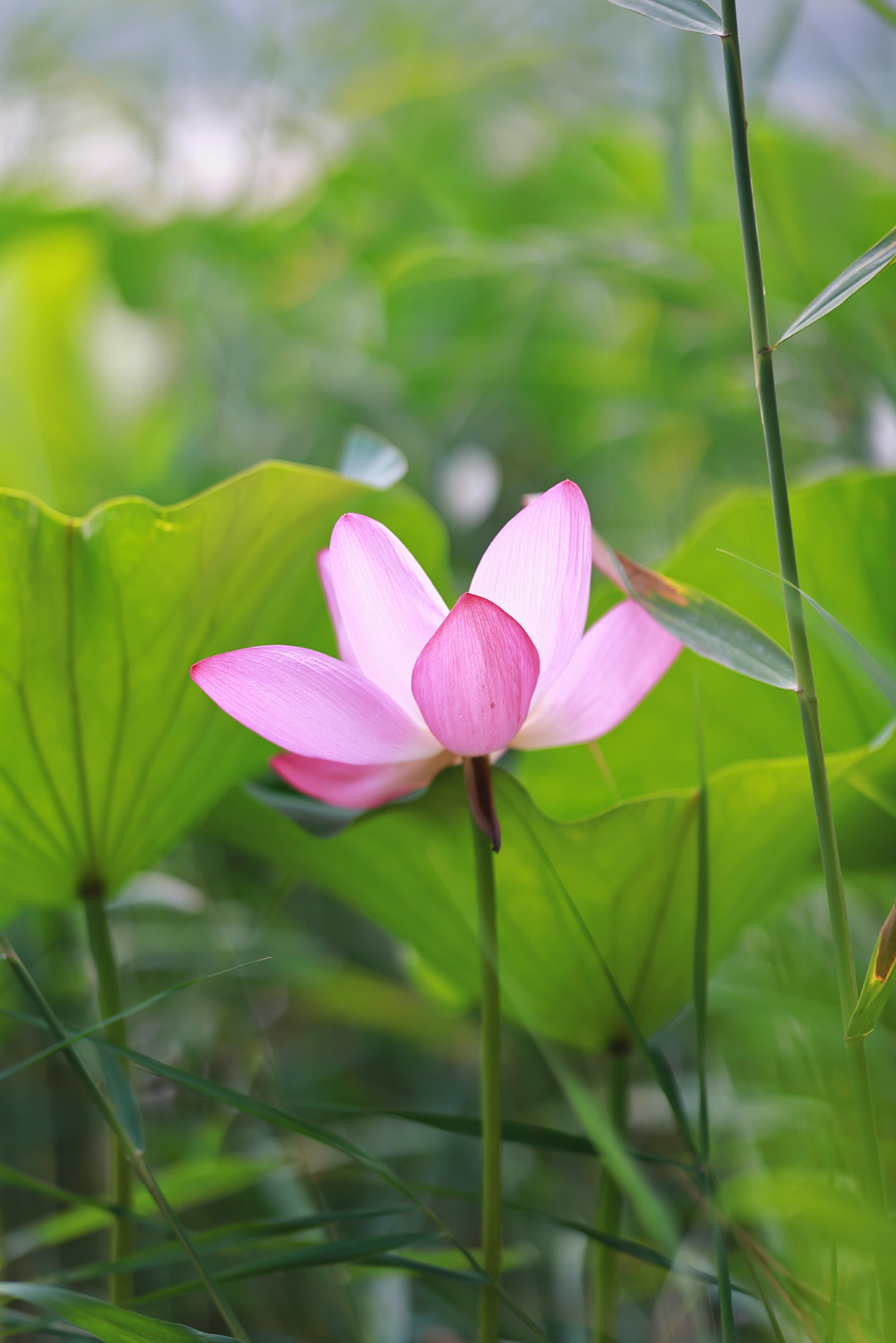 花影摇曳,林木青葱,颐和园夏日清晨美景令人陶醉