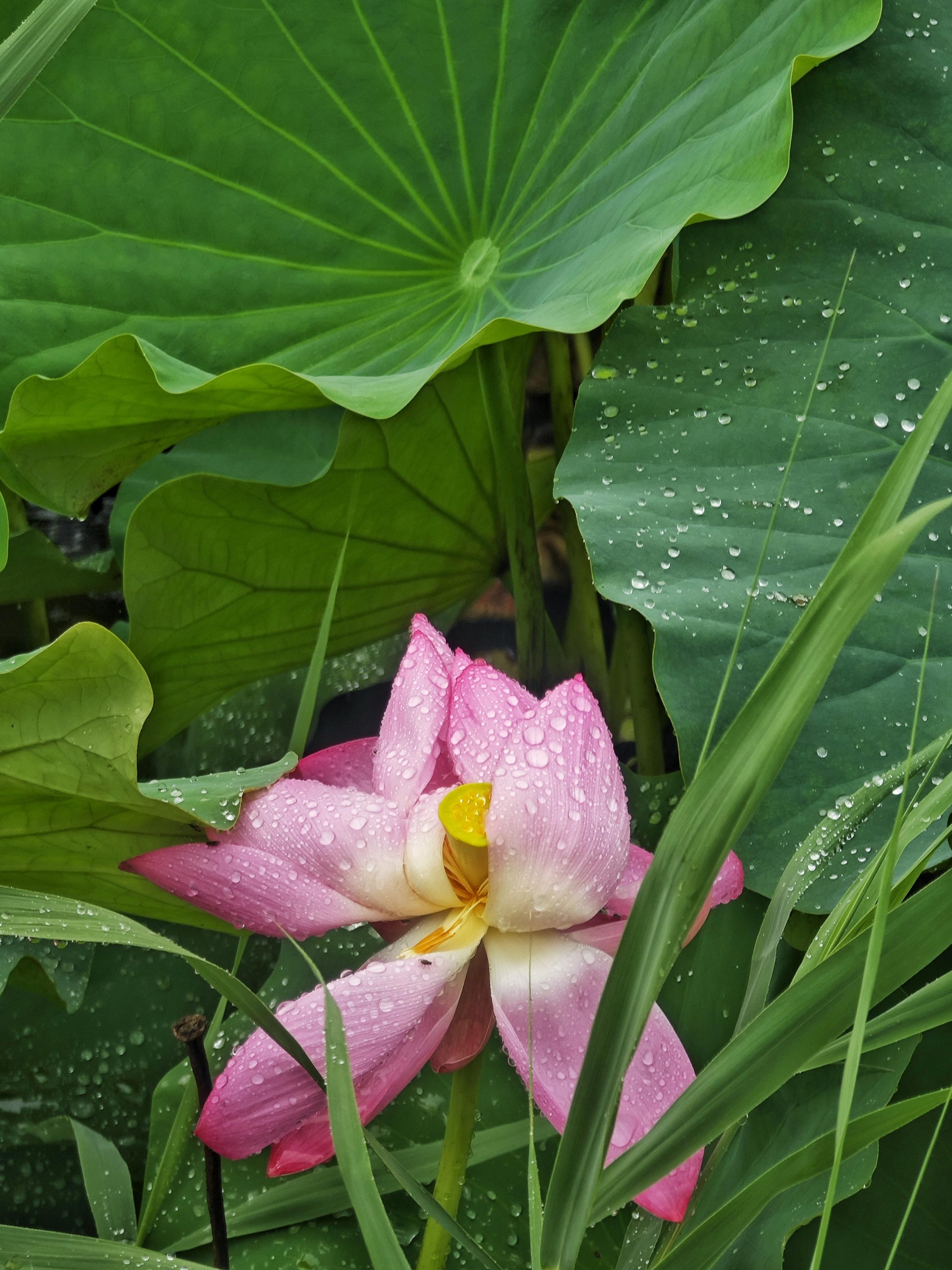 稻香湖荷叶接雨成"珍珠盘",雨中荷花美到窒息