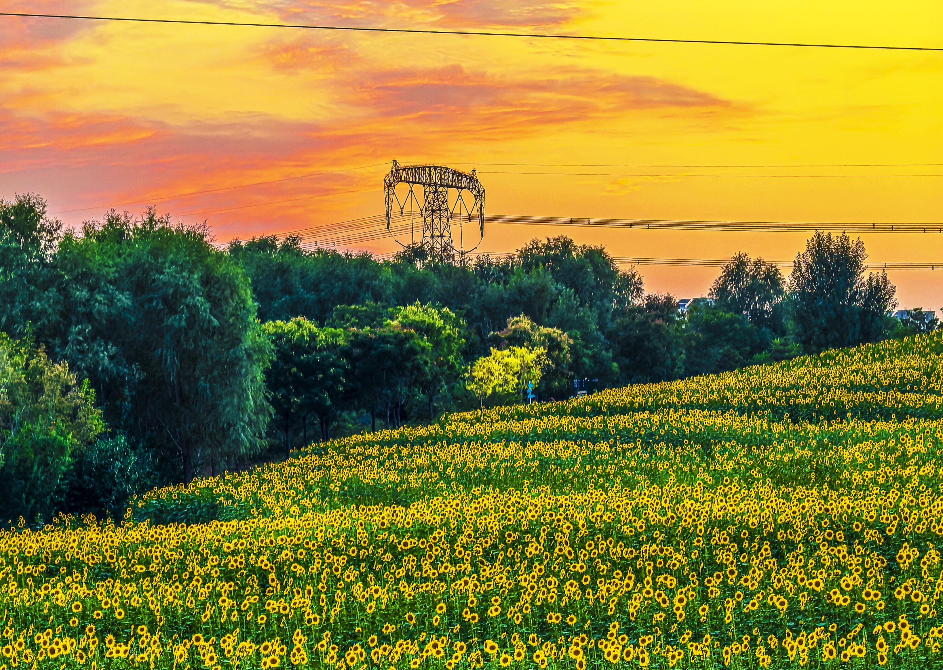 花海油画,自然诗歌