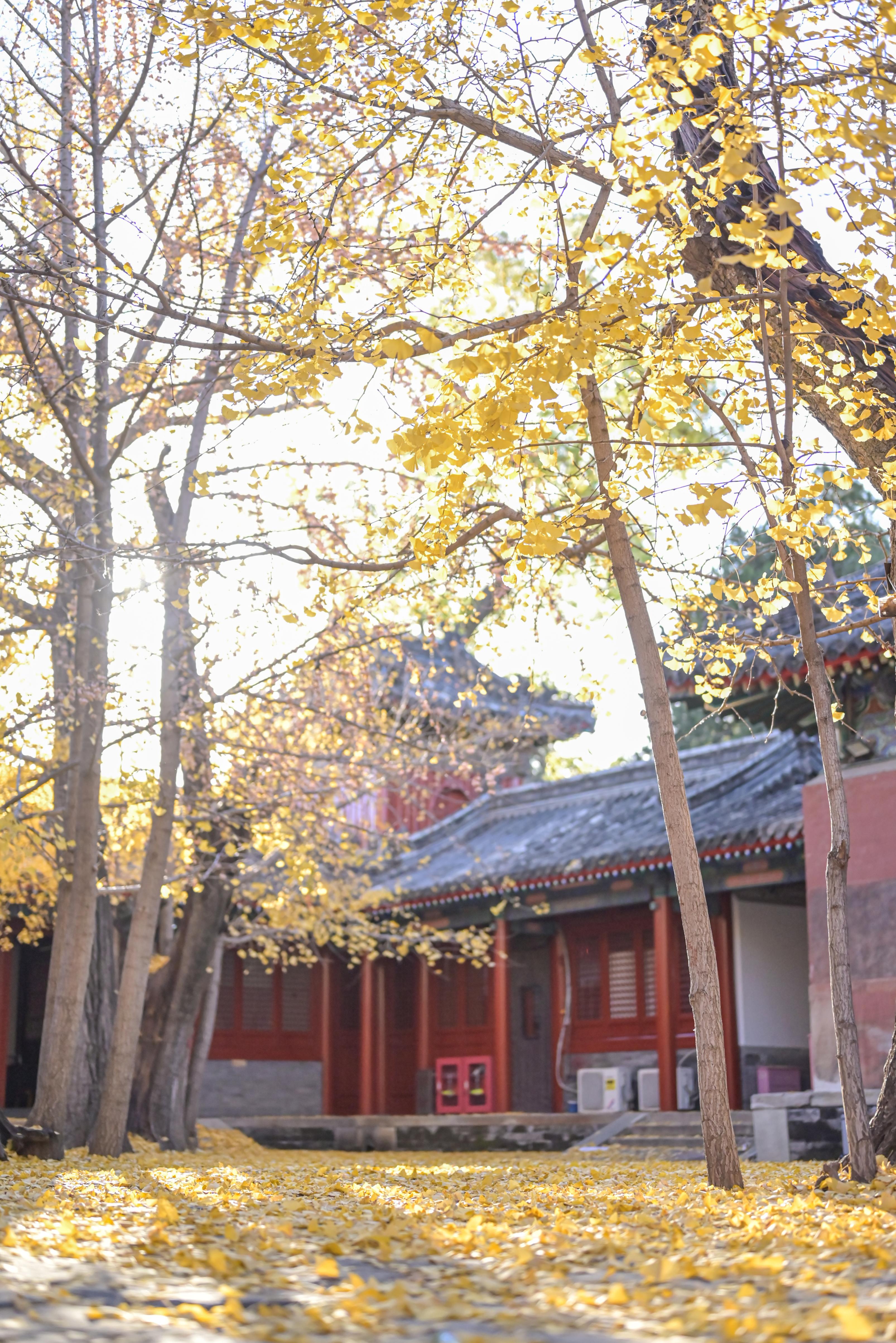 承恩寺·银杏实况