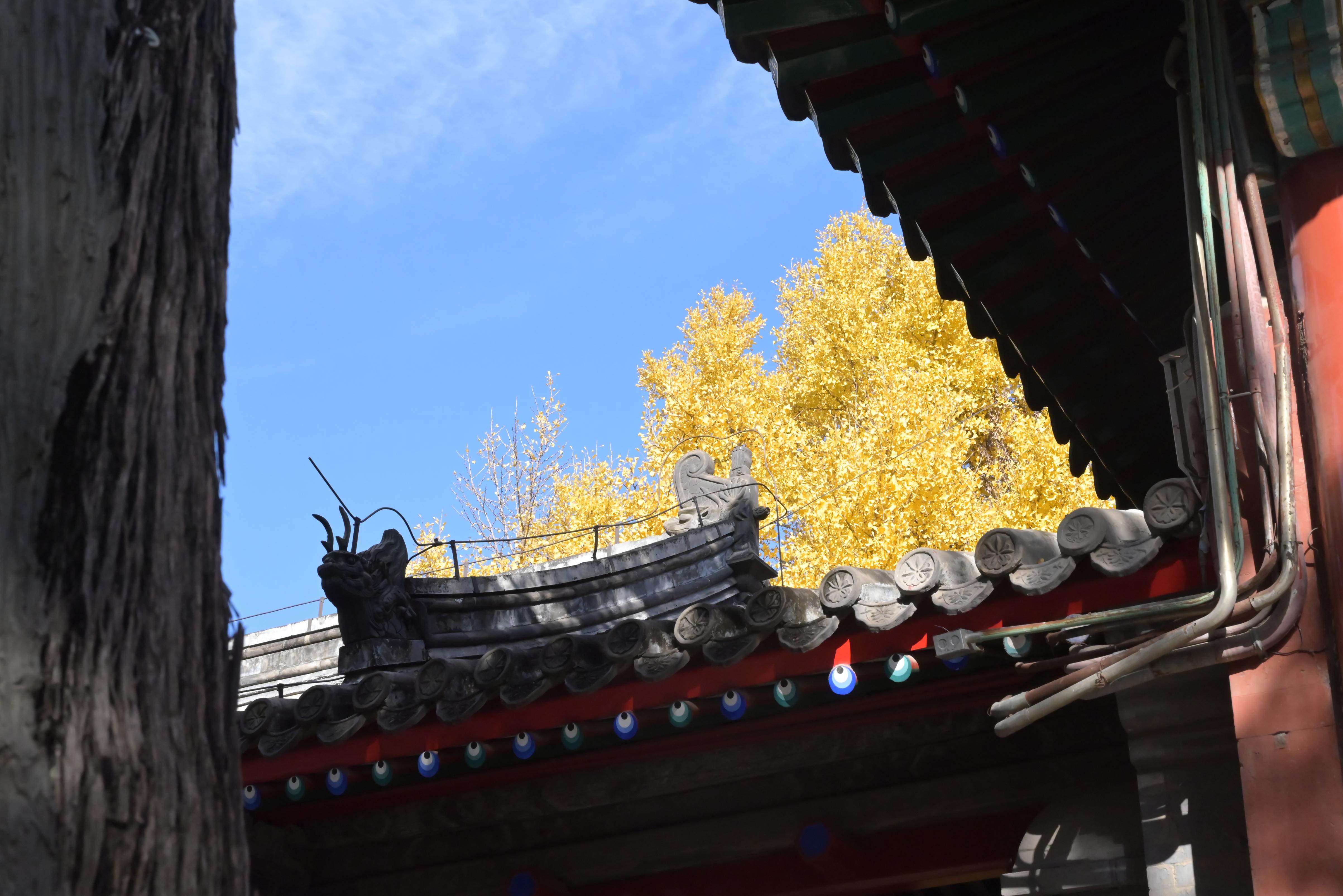 承恩寺·银杏实况