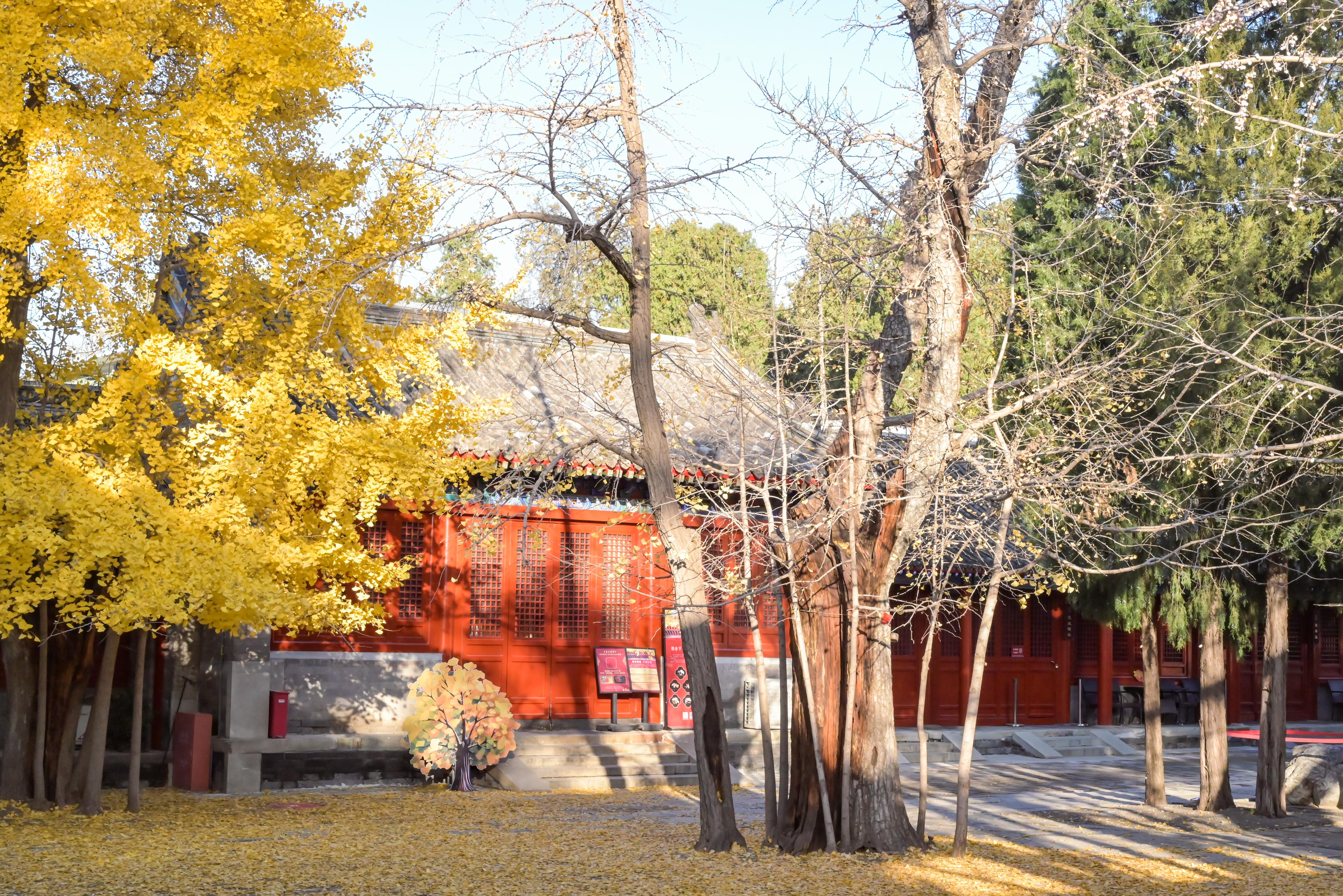 承恩寺·银杏实况