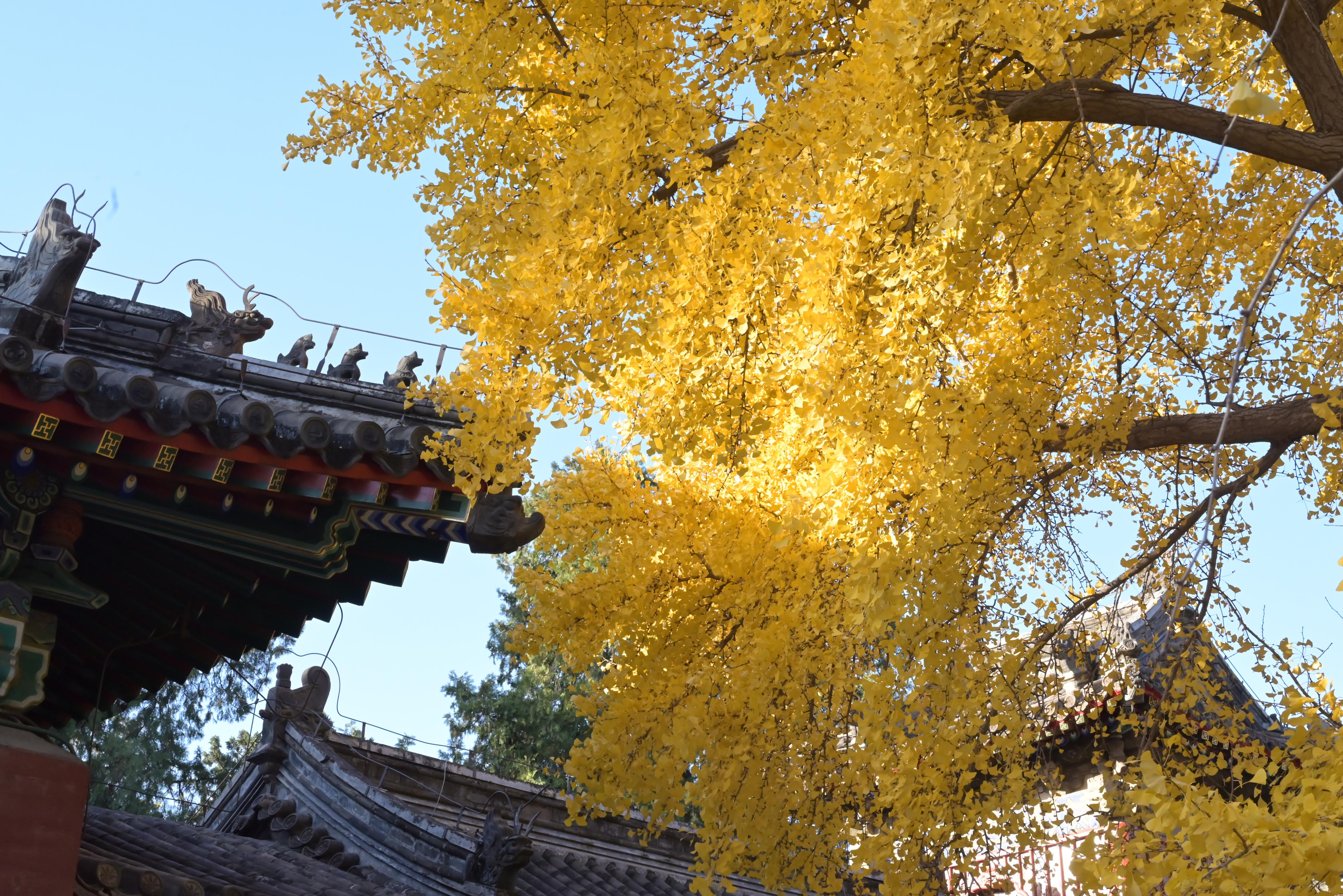 承恩寺·银杏实况