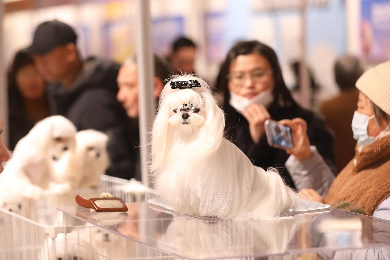 1300只全球名猫名犬亮相北京平谷3