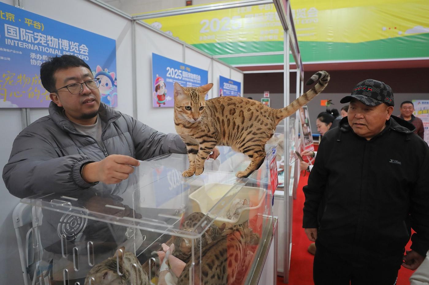 1300只全球名猫名犬亮相北京平谷1