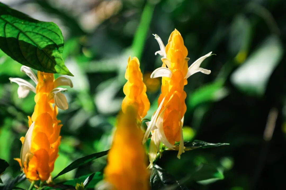 温室植物漫谈丨金苞花与赤苞花的冷知识：惊艳你的并不是花瓣_京报网
