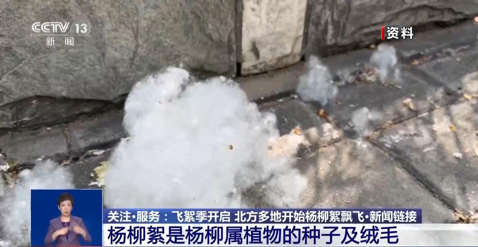 漫天飞絮竟是花粉的“搬运工”?医生教你安全“避絮”_京报网