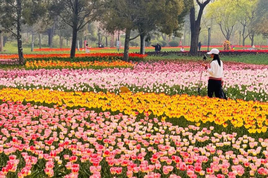 花开北京！2026北京郁金香文化节在顺义启幕_京报网