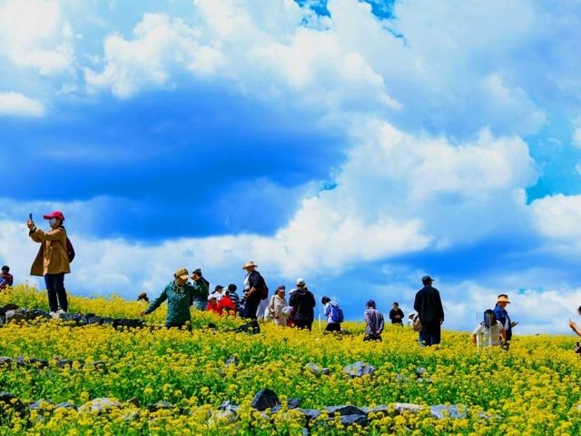 芸上梯田”菜花黄，登高望远画中游_京报网