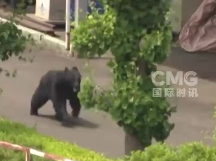 视频| 日本连伤4人的熊开窗户跑了_京报网