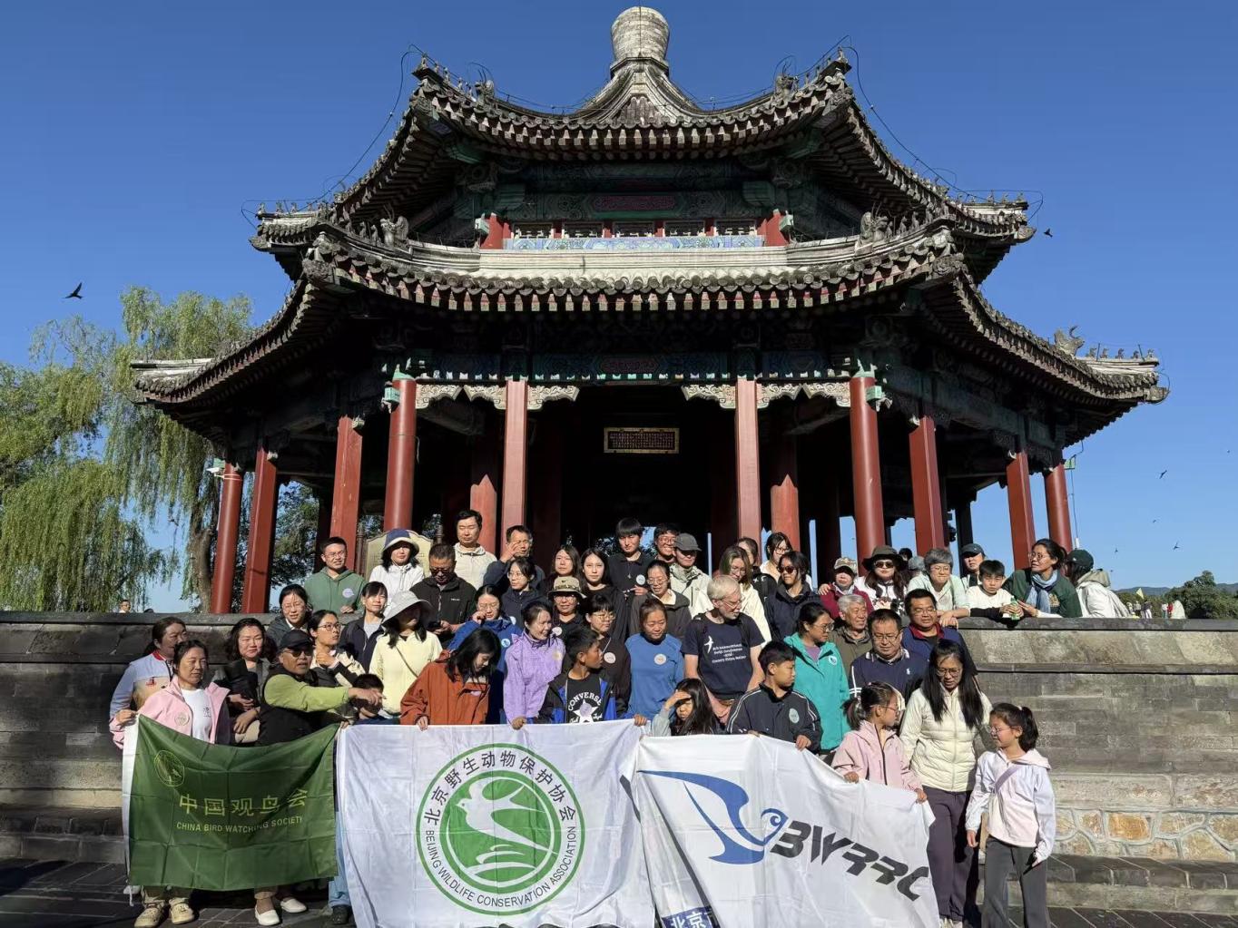 89只北京雨燕戴上新“身份证”，重返天空_京报网