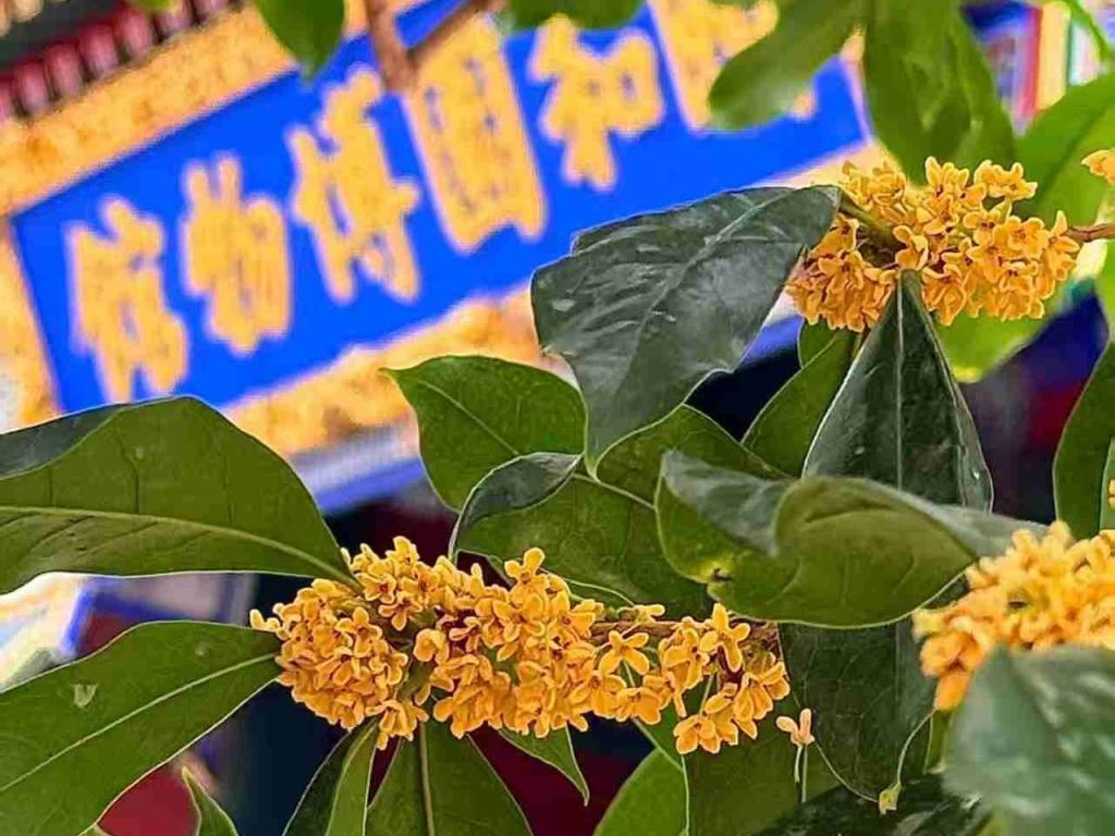京城拍客精选 9月25日｜桂香随月满，佳会庆人圆